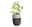 Cremation urns biodegradable - Roots - tree urn | Muses Design - seedling